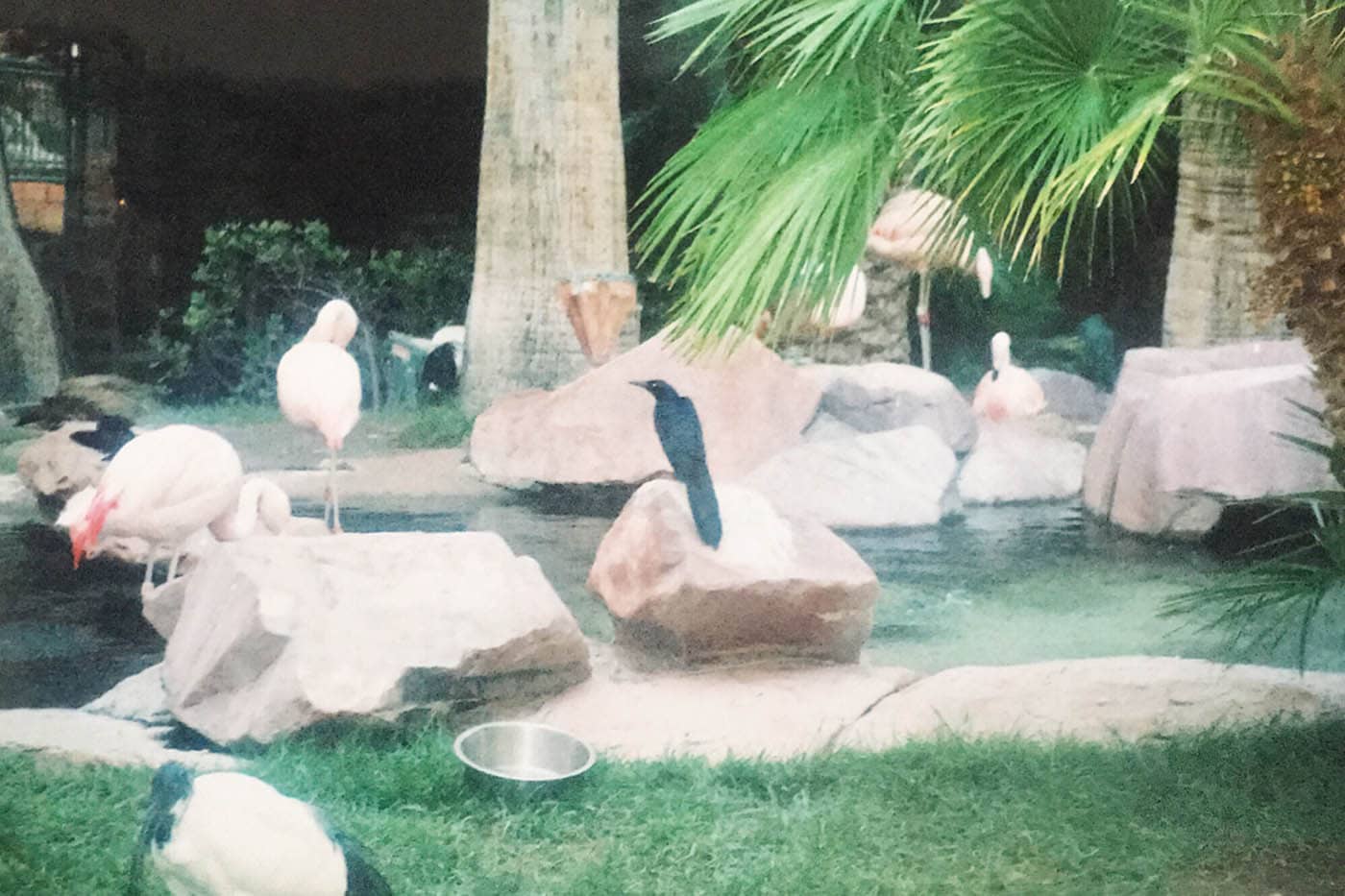 Flamingos at the Wildlife Habitat at the Flamingo Hotel and Casino in Las Vegas.