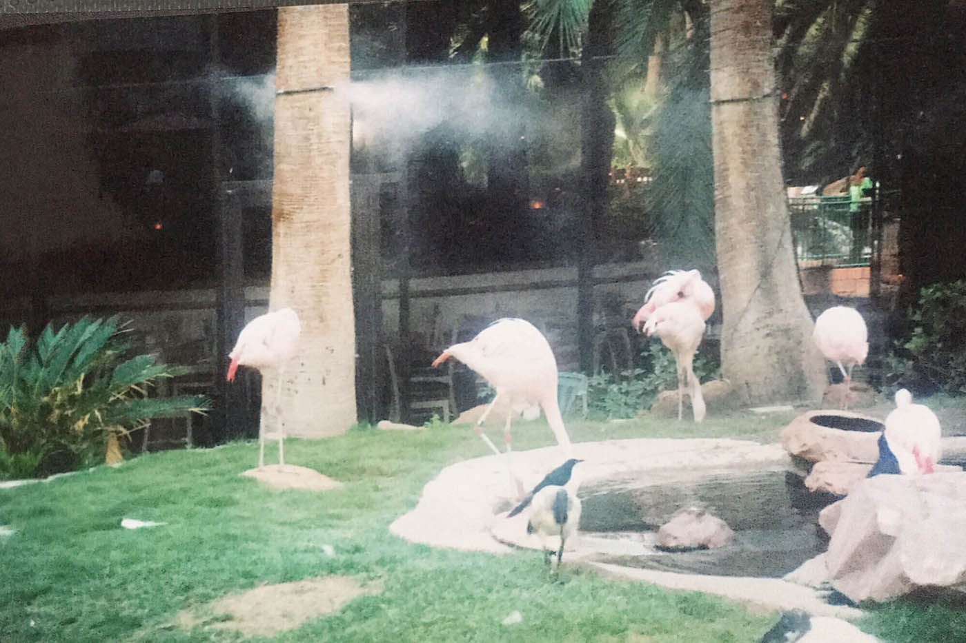 Flamingos at the Wildlife Habitat at the Flamingo Hotel and Casino in Las Vegas.