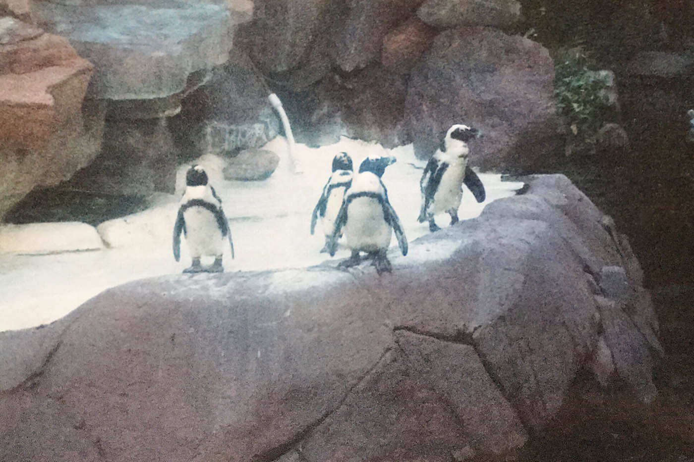 Penguins at the Wildlife Habitat at the Flamingo Hotel and Casino in Las Vegas