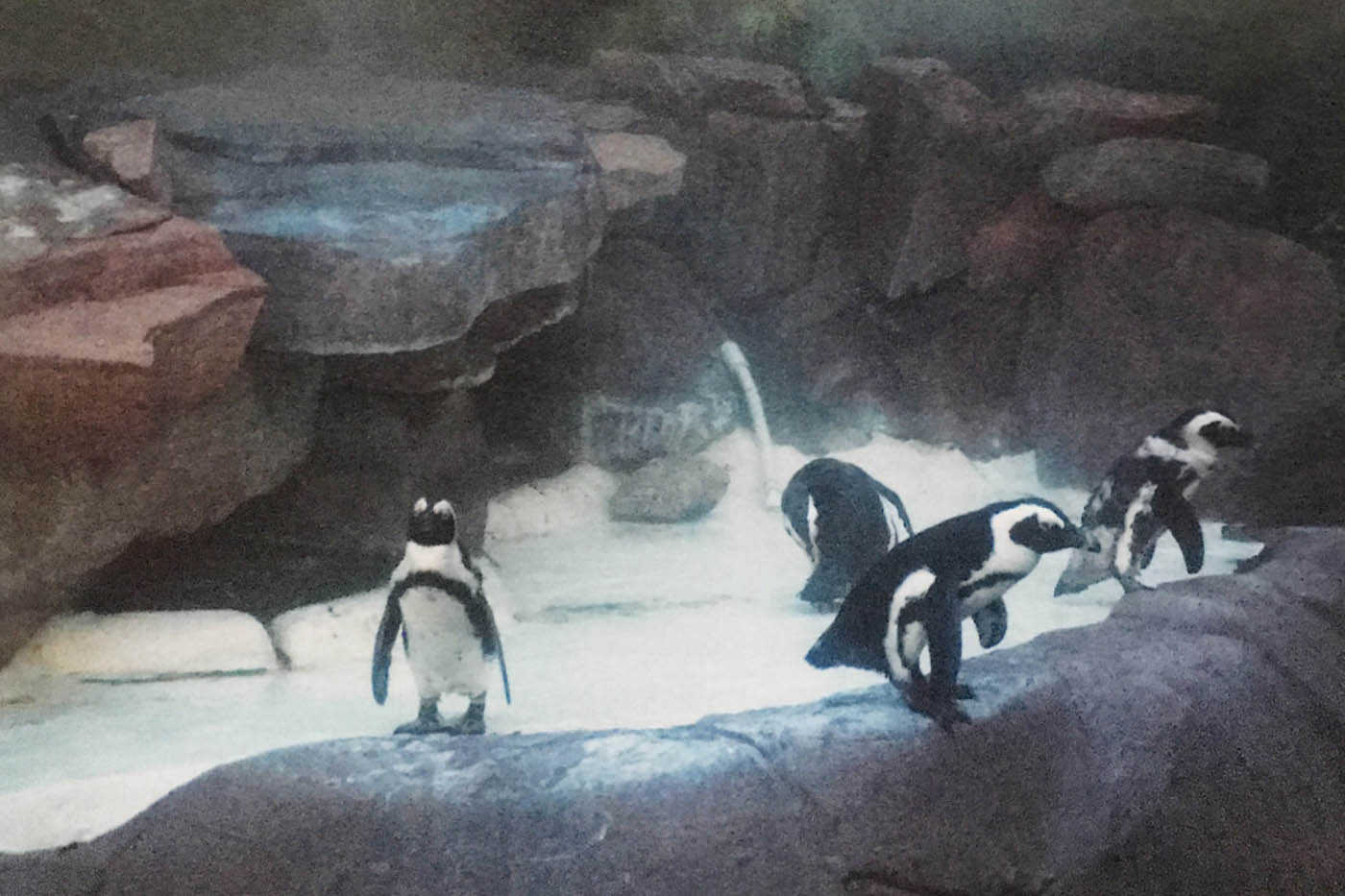 Penguins at the Wildlife Habitat at the Flamingo Hotel and Casino in Las Vegas