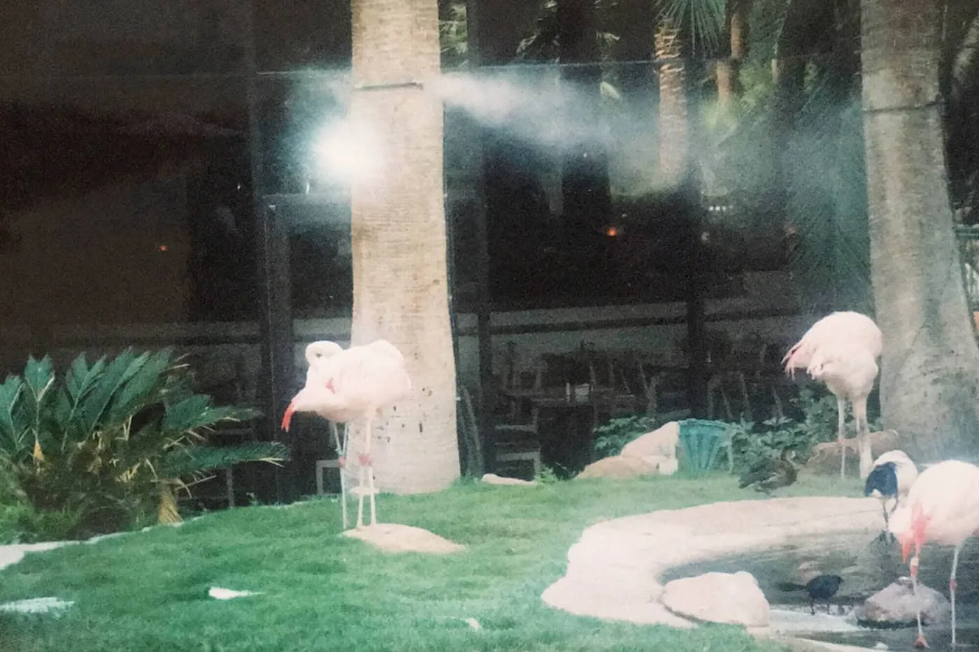 Flamingos at the Wildlife Habitat at the Flamingo Hotel and Casino in Las Vegas.