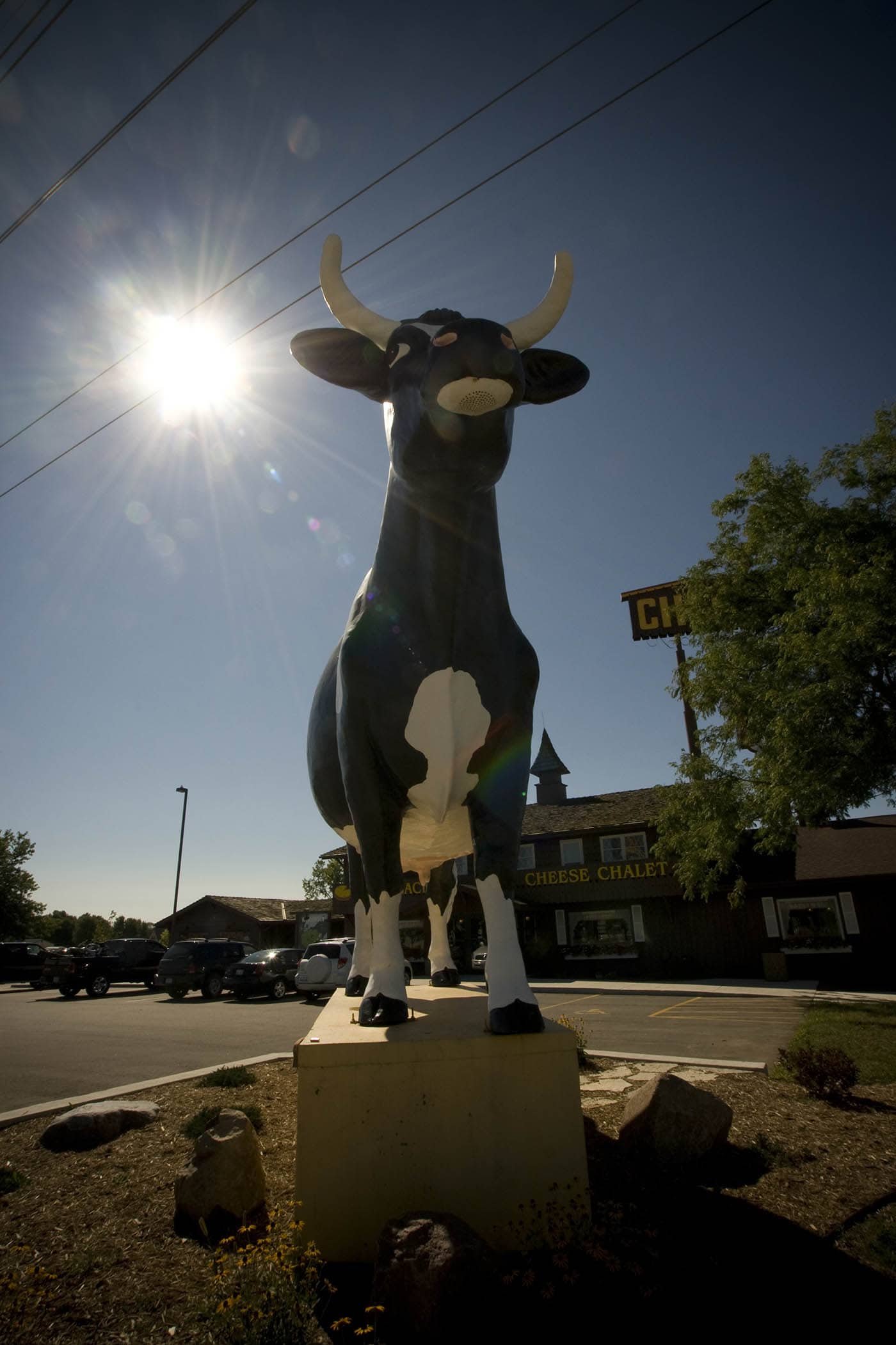 Sissy the Cow - a giant fiberglass cow - in DeForest, Wisconsin