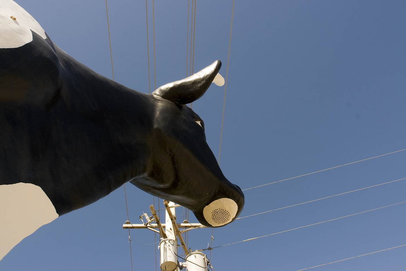 Sissy the Cow - a giant fiberglass cow - in DeForest, Wisconsin