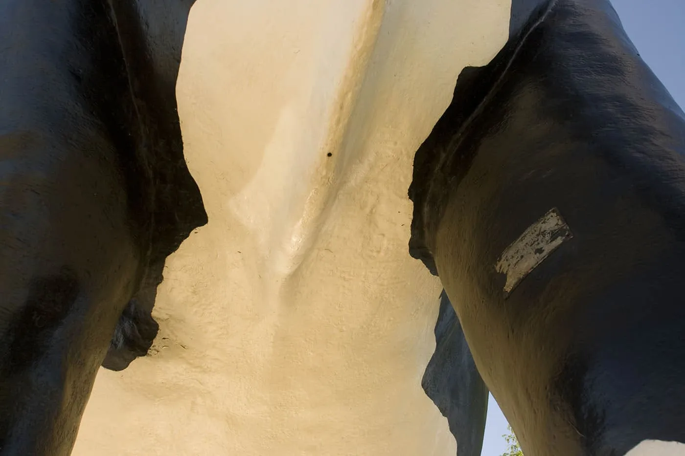 Sissy the Cow - a giant fiberglass cow - in DeForest, Wisconsin