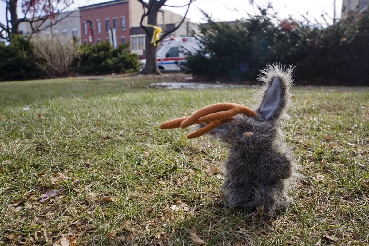 Flopsy sees his shadow - Groundhog Day Movie Filming Locations in Woodstock, Illinois