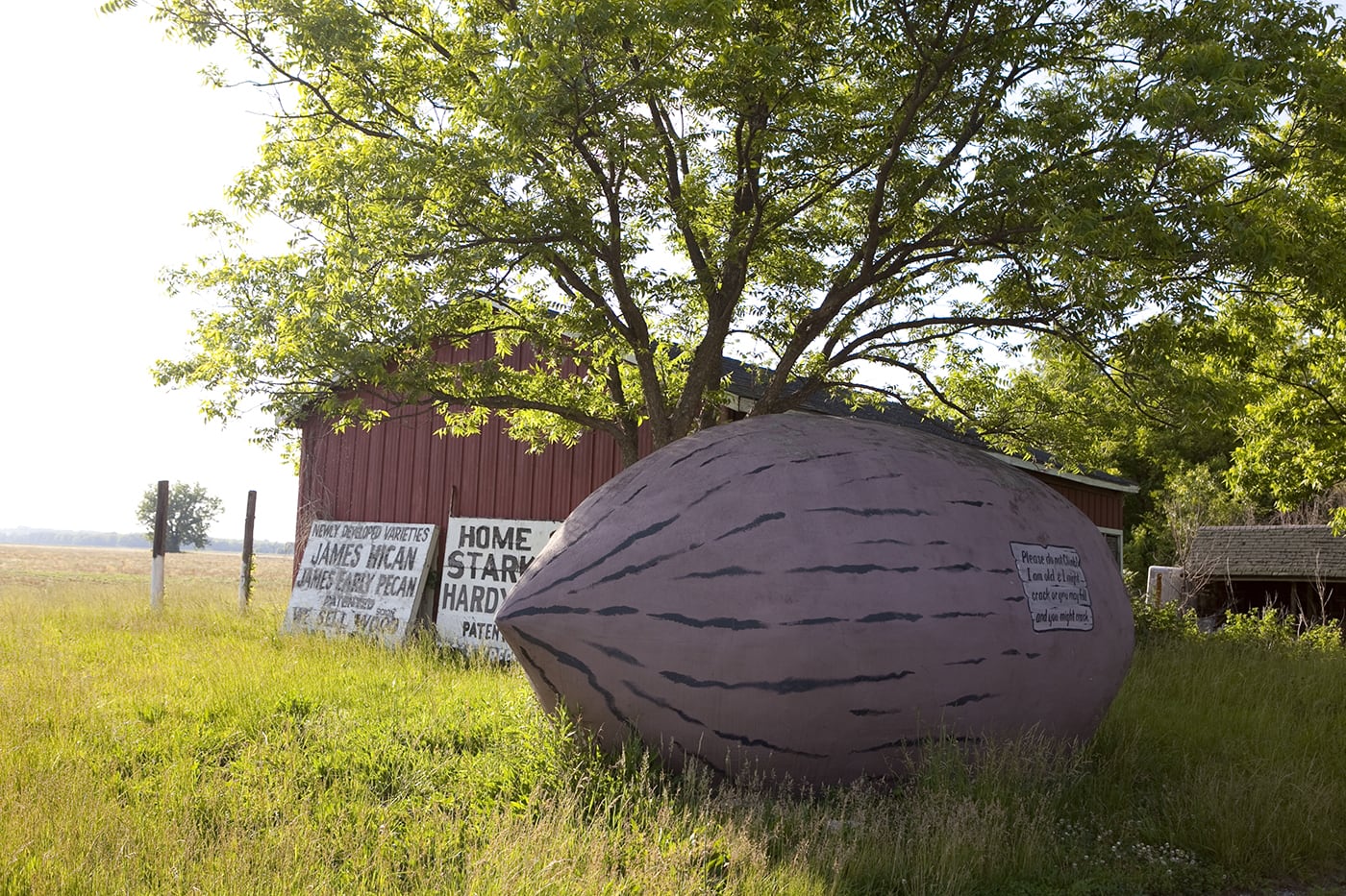 World's Largest Pecan in Brunswick, Missouri