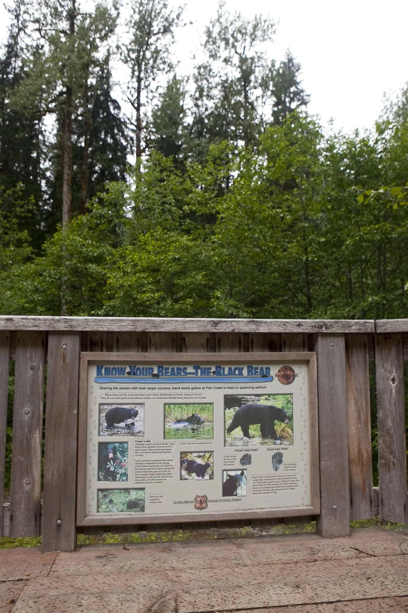 Know Your Bears - the Black Bear - at Fish Creek Wildlife Observation Site at the Tongass National Forest in Hyder, Alaska.