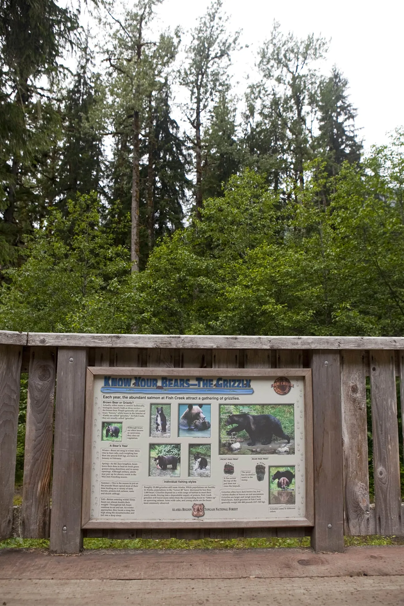 Know Your Bears - the Grizzly - at Fish Creek Wildlife Observation Site at the Tongass National Forest in Hyder, Alaska.