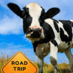 Hey Cow! - Road Trip Car Games! Free downloadable sheets.
