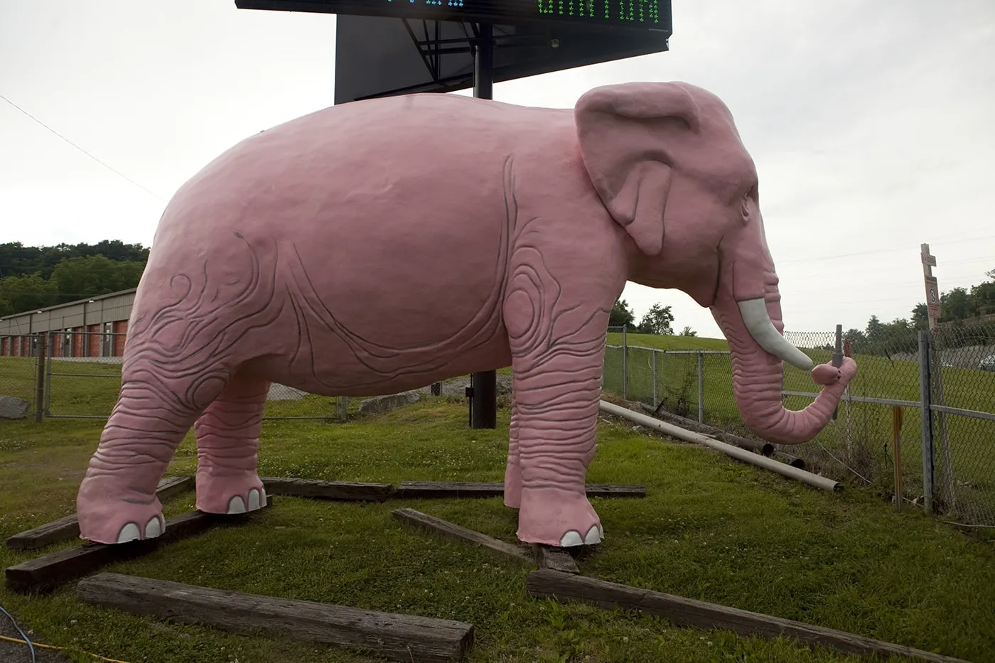 Large Pink Elephant in Fenton, Missouri