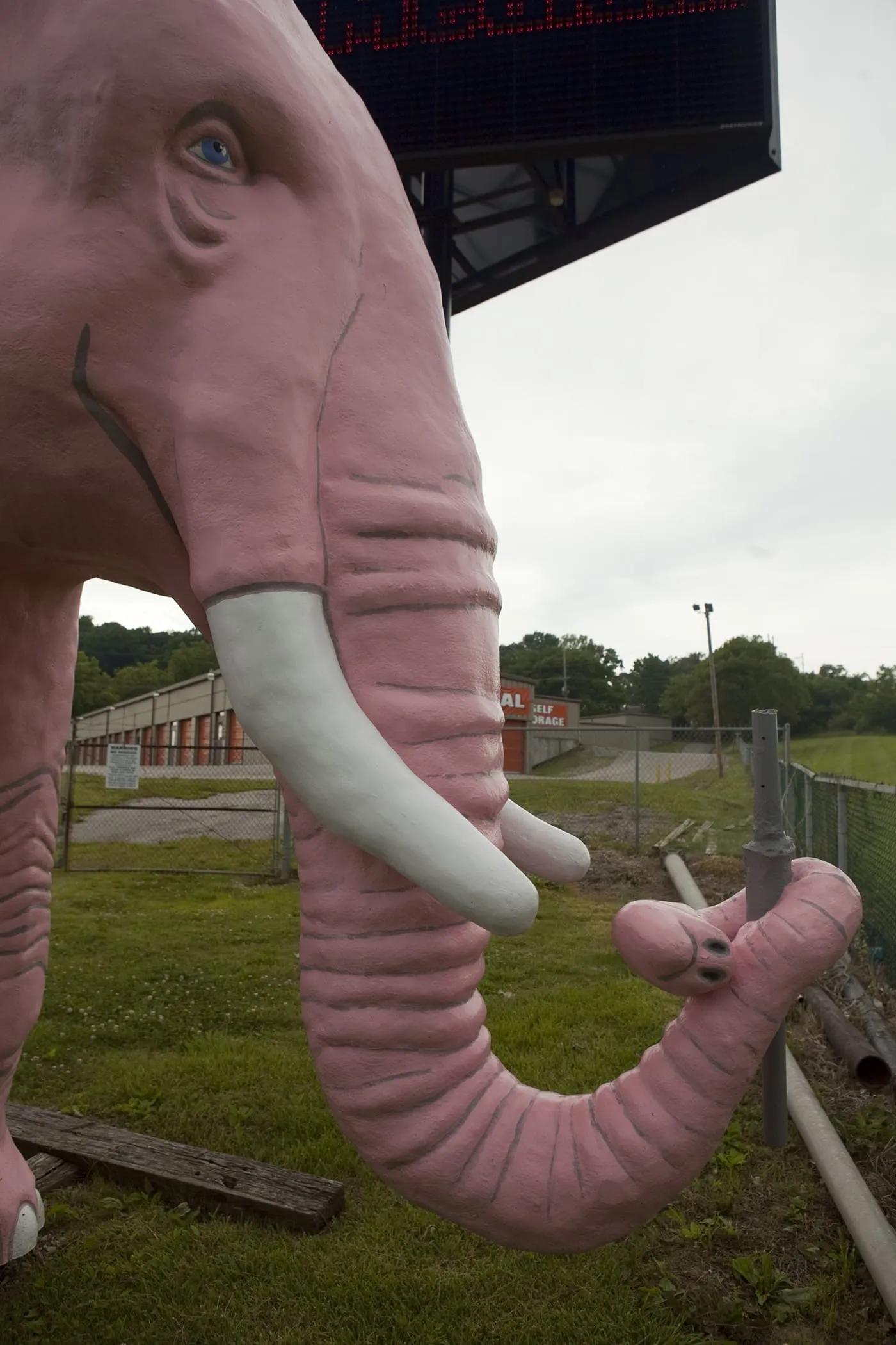 Large Pink Elephant in Fenton, Missouri