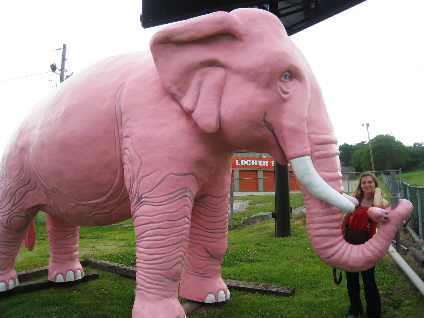 Large Pink Elephant in Fenton, Missouri