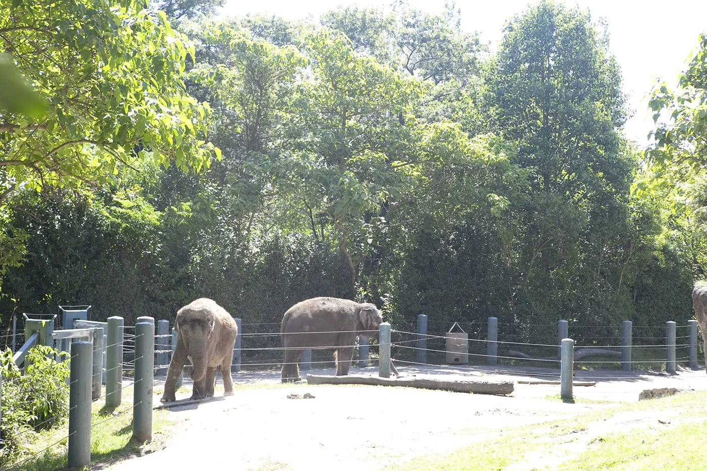Elephants at Woodland Park Zoo in Seattle, Washington