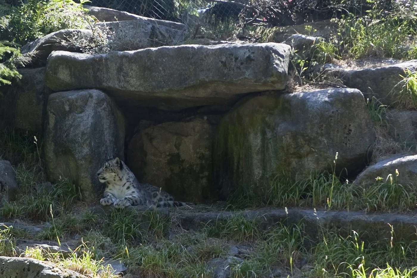 Leopards at Woodland Park Zoo in Seattle, Washington