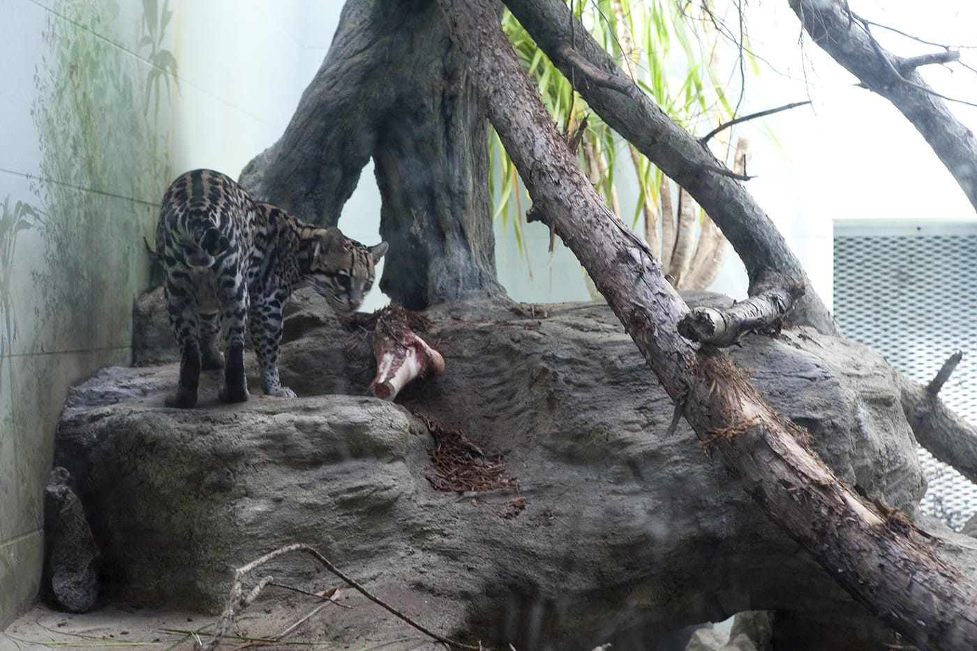 Leopards at Woodland Park Zoo in Seattle, Washington