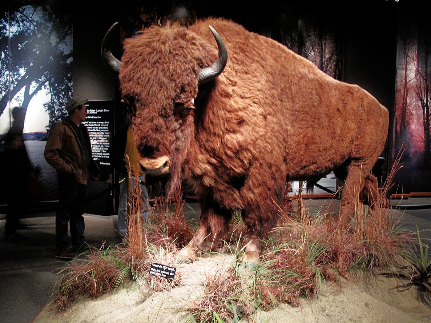 Buffalo at the Museum of Westward Expansion in the Gateway Arch in St. Louis, Missouri