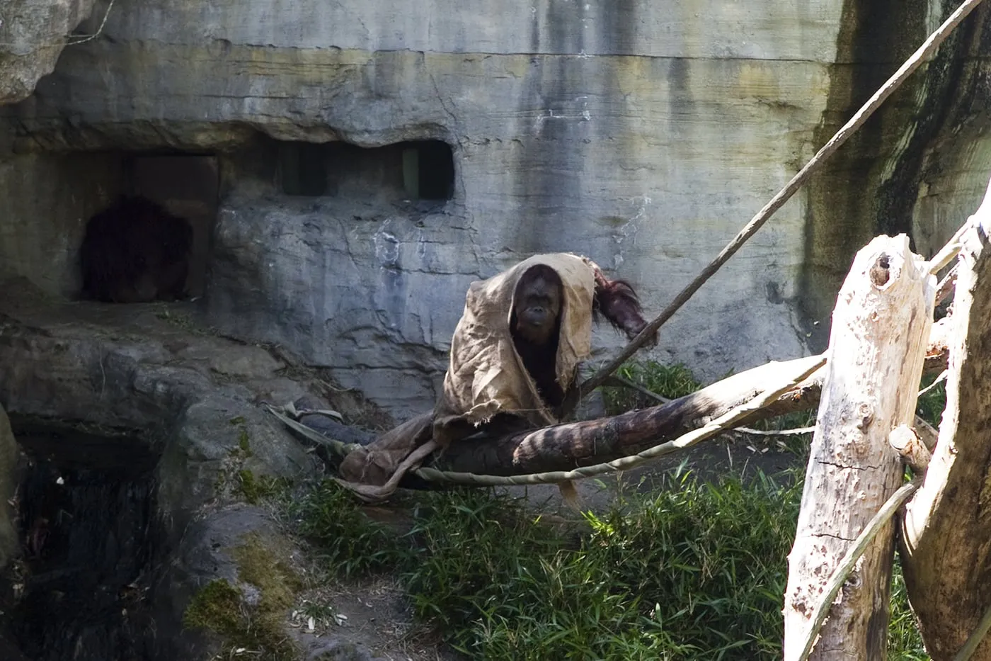 Orangutan (or Jedi Knight?) at Woodland Park Zoo in Seattle, Washington.