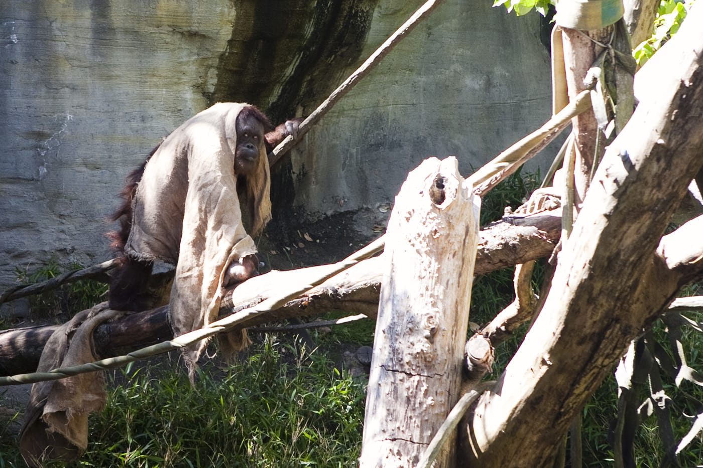 Orangutan (or Jedi Knight?) at Woodland Park Zoo in Seattle, Washington.