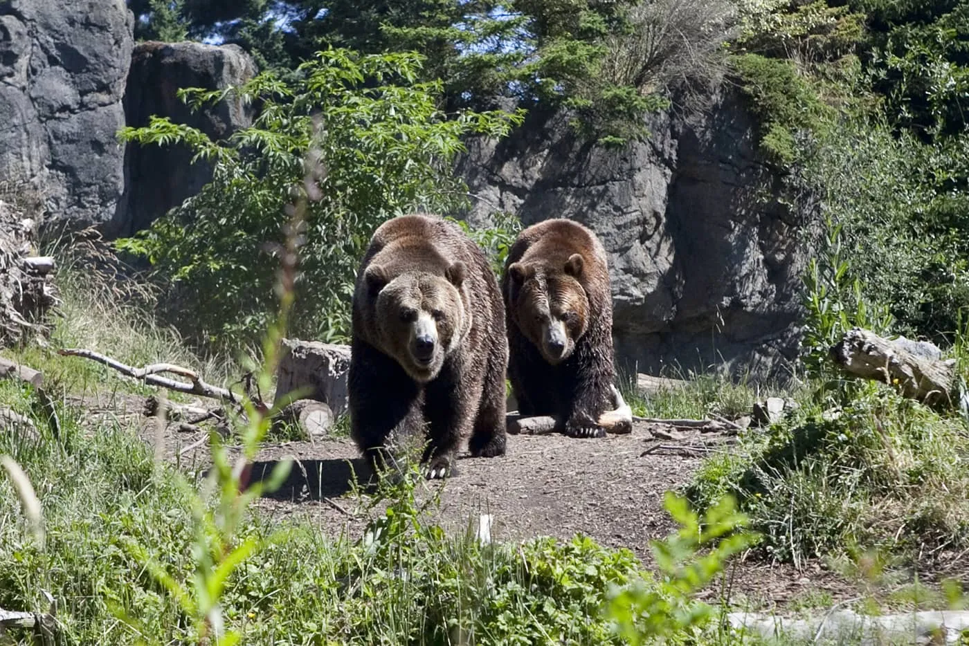 Bears at Woodland Park Zoo in Seattle, Washington.