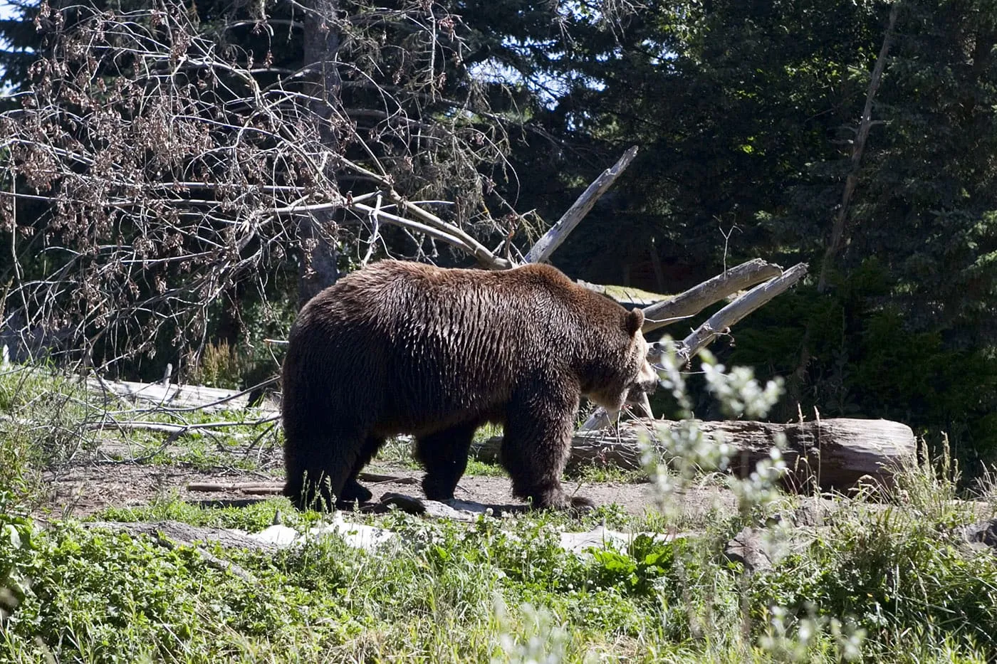 Bears at Woodland Park Zoo in Seattle, Washington.