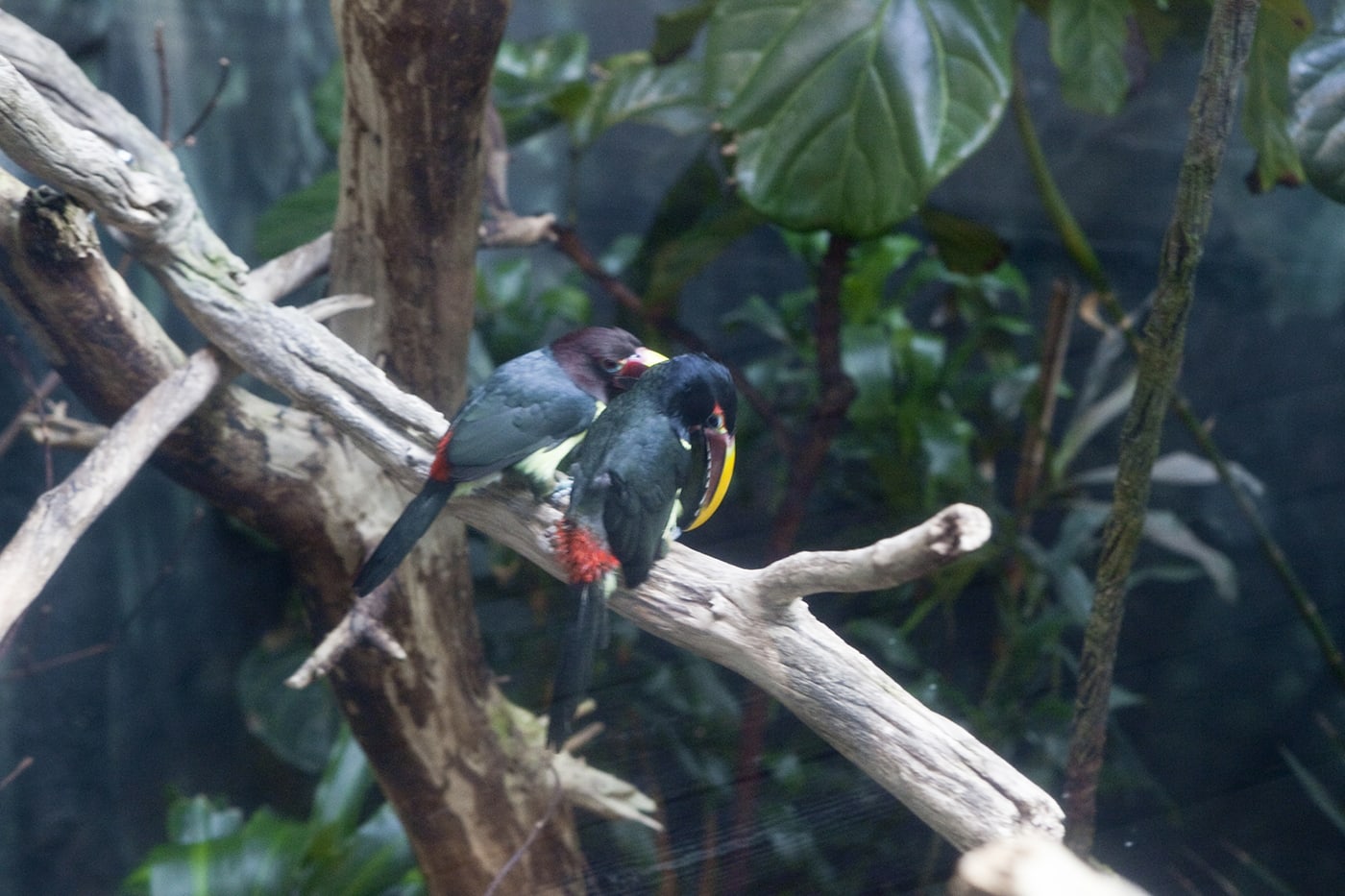 Birds at Woodland Park Zoo in Seattle, Washington.