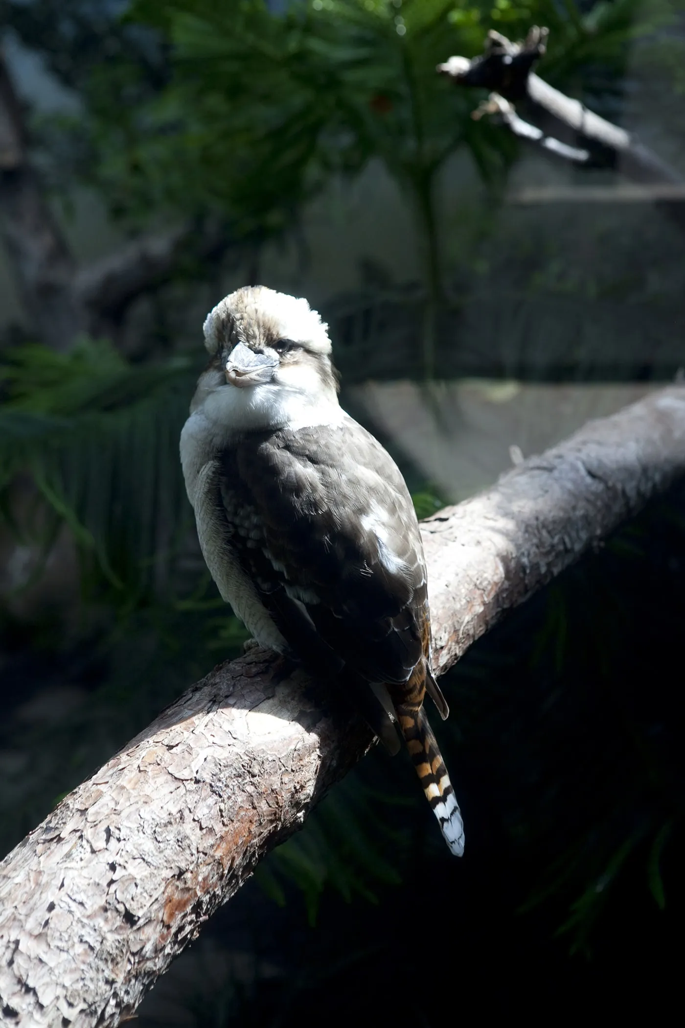 Birds at Woodland Park Zoo in Seattle, Washington.