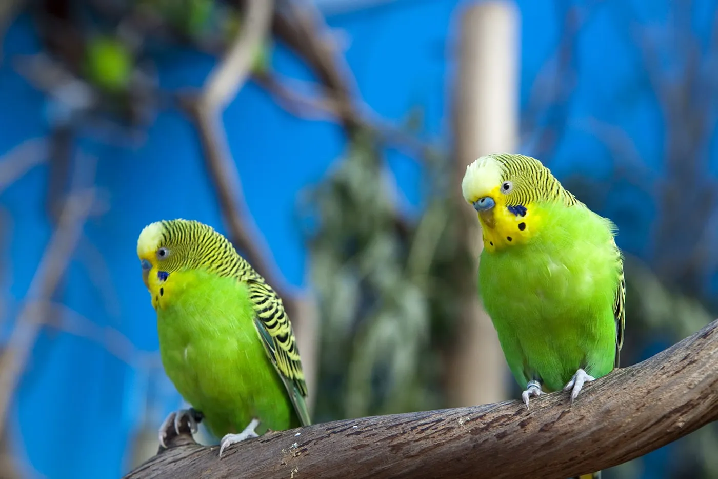 Birds at Woodland Park Zoo in Seattle, Washington.