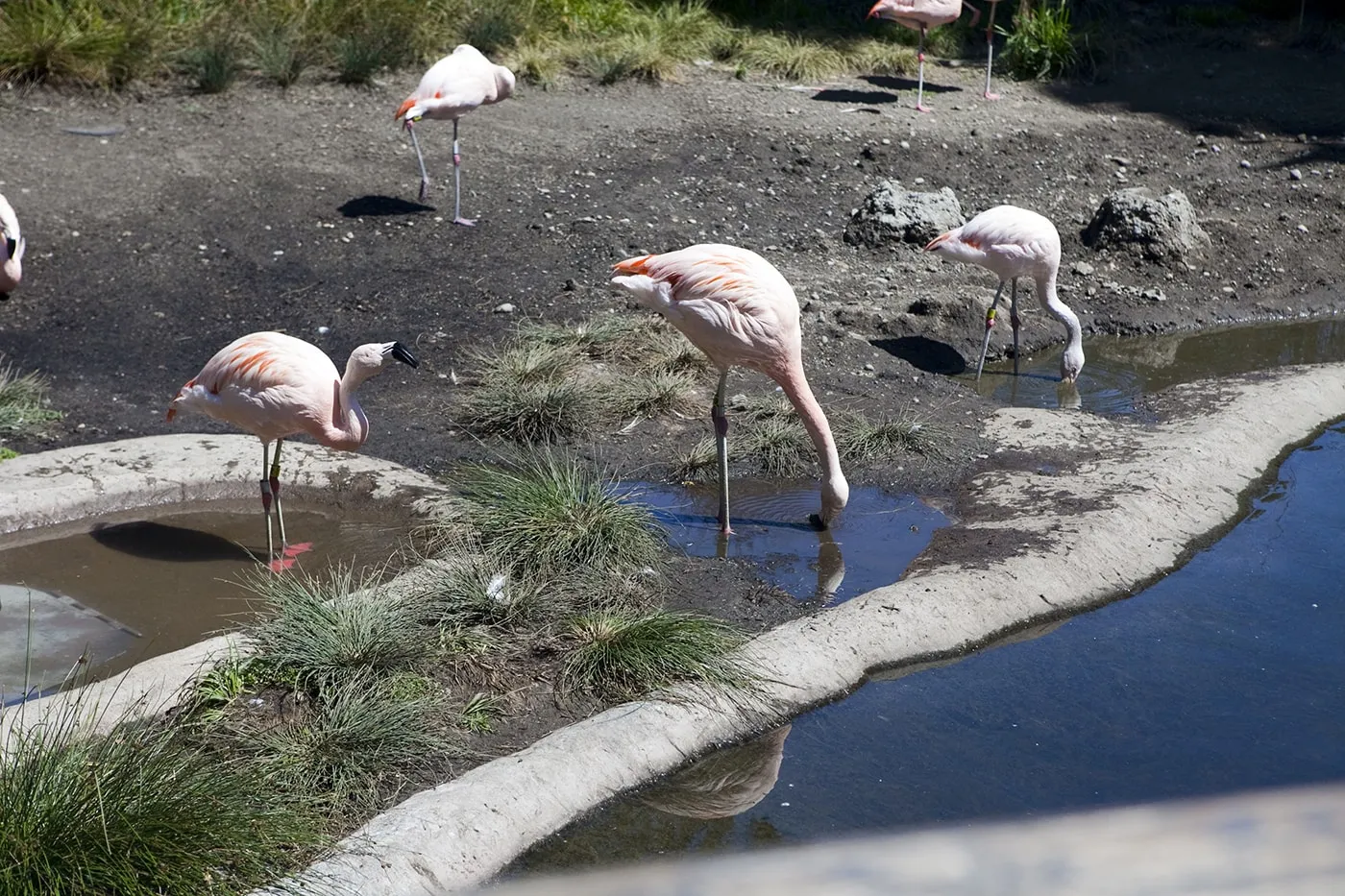 Flamingos at Woodland Park Zoo in Seattle, Washington.