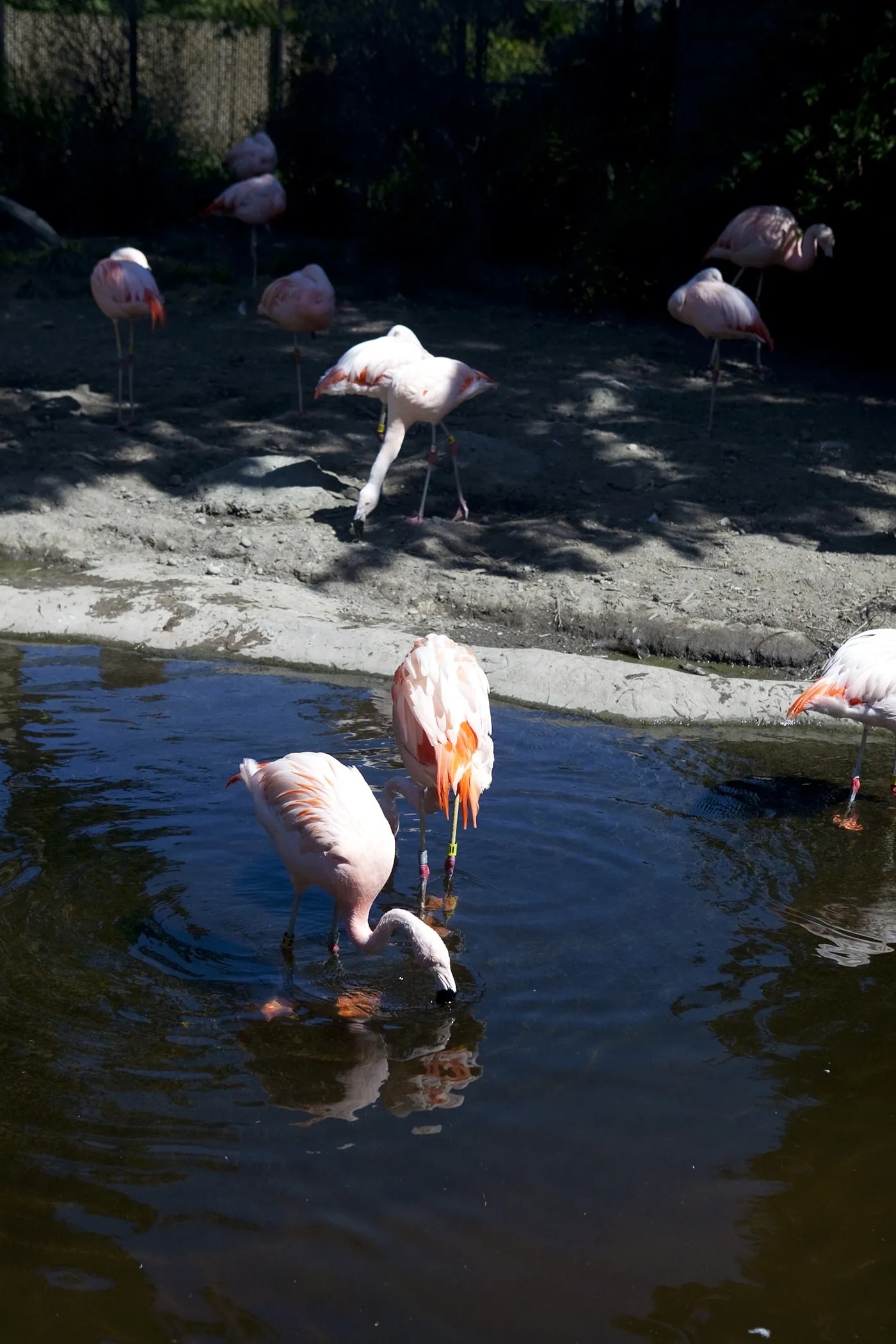 Flamingos at Woodland Park Zoo in Seattle, Washington.