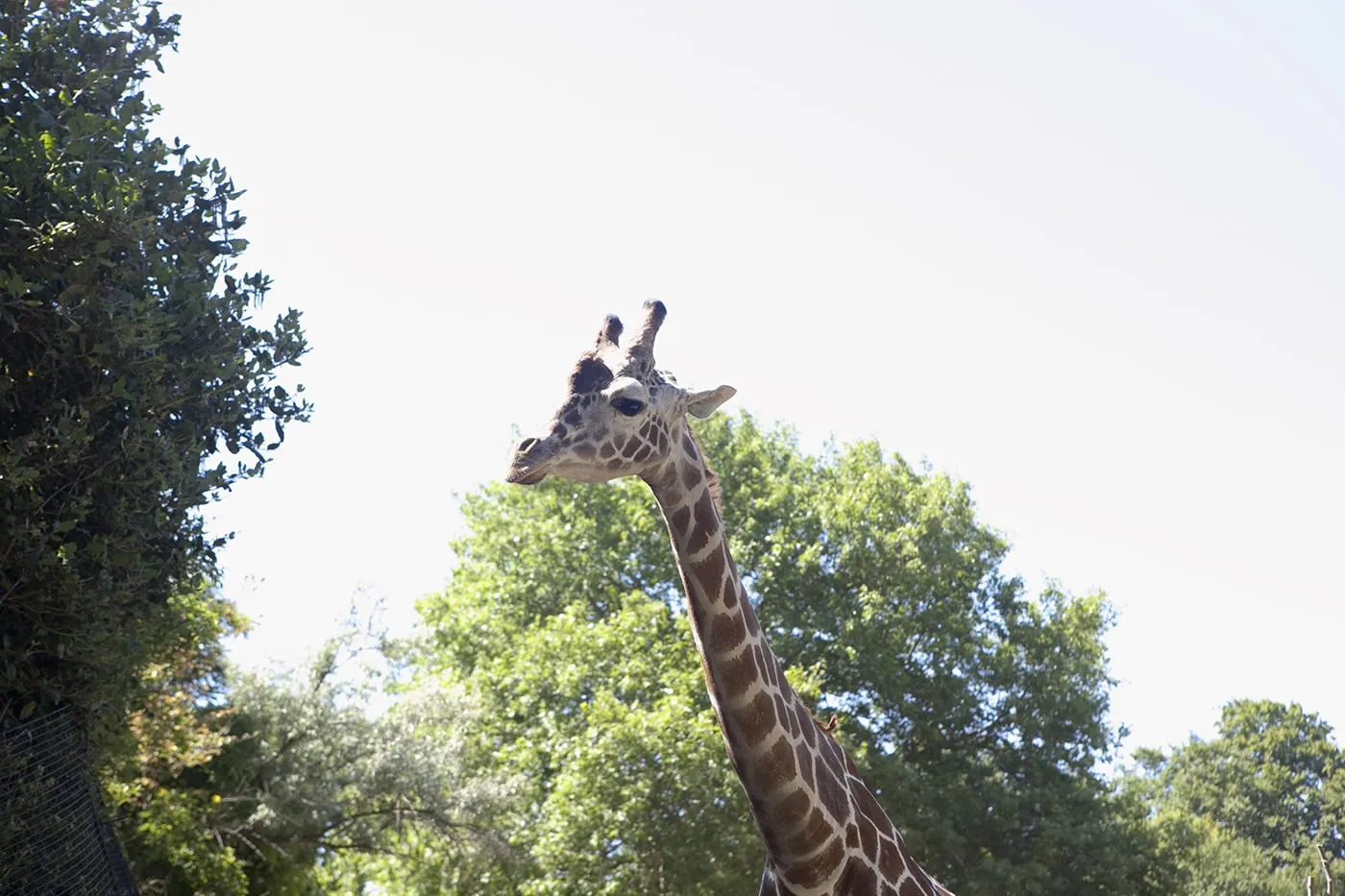 Giraffes at Woodland Park Zoo in Seattle, Washington.