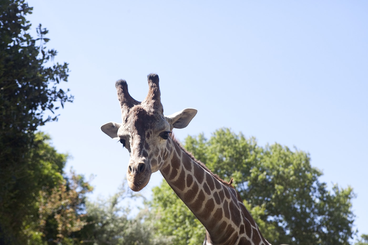 Giraffes at Woodland Park Zoo in Seattle, Washington.