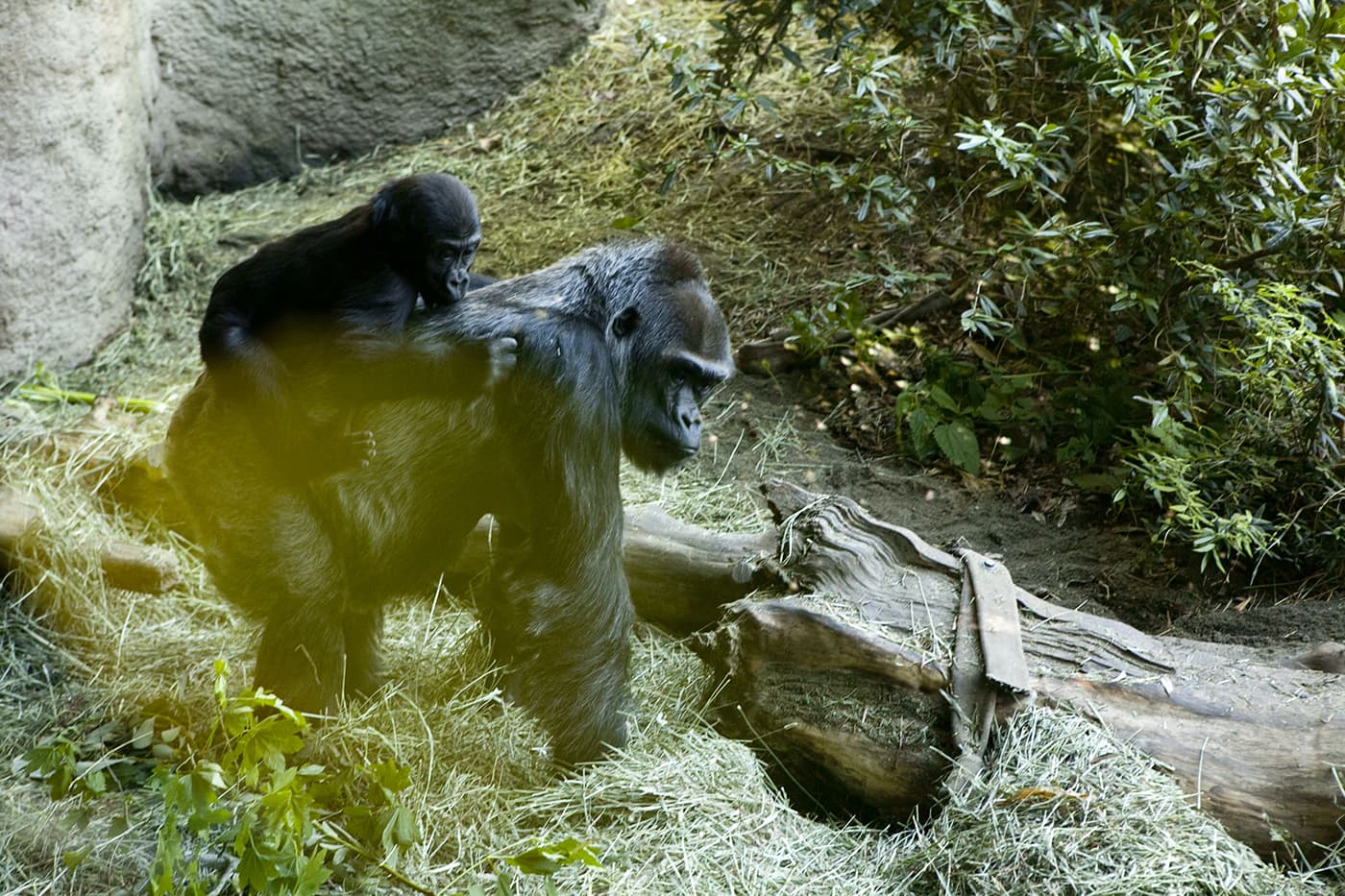 Gorillas at Woodland Park Zoo in Seattle, Washington.