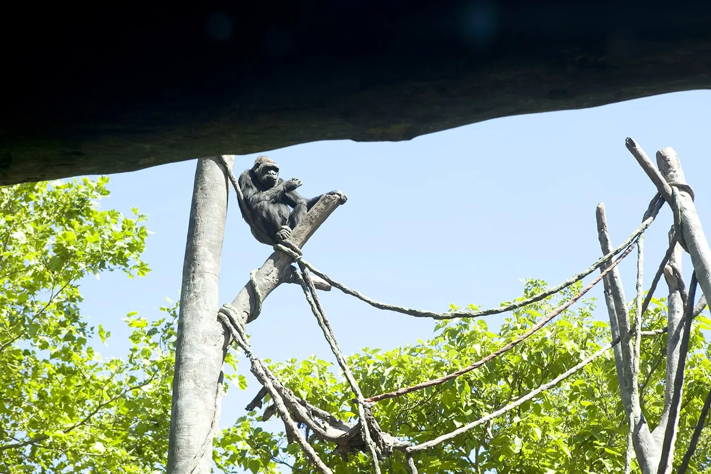 Gorillas at Woodland Park Zoo in Seattle, Washington.