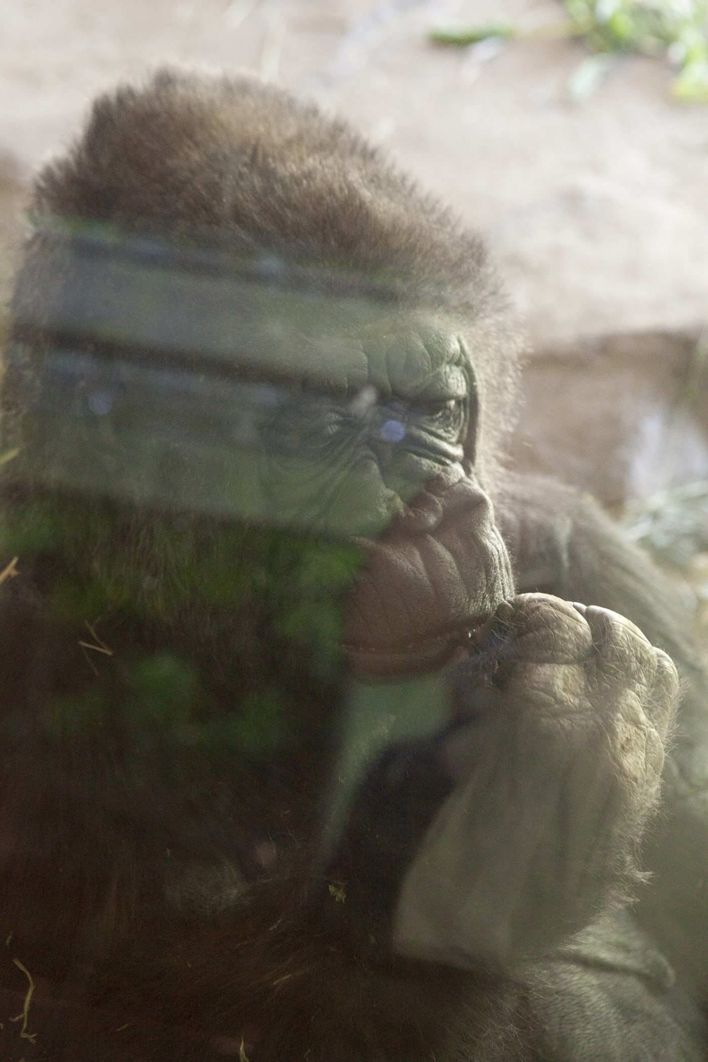 Gorillas at Woodland Park Zoo in Seattle, Washington.