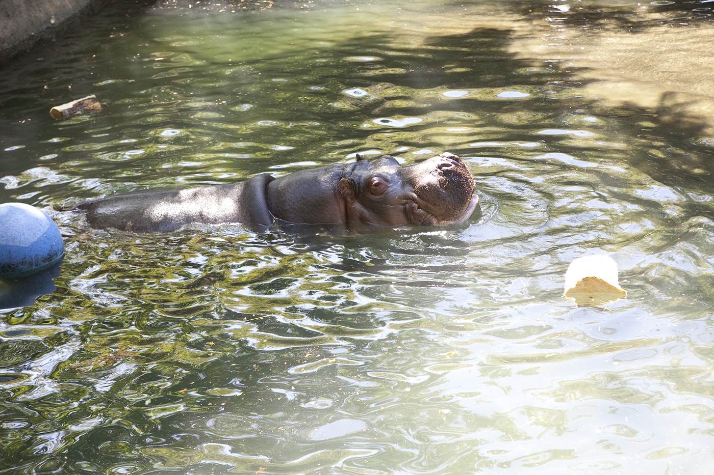 Hippo at Woodland Park Zoo in Seattle, Washington.