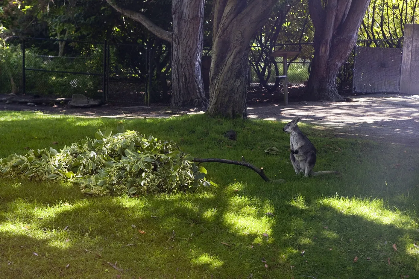 Kangaroo at Woodland Park Zoo in Seattle, Washington.