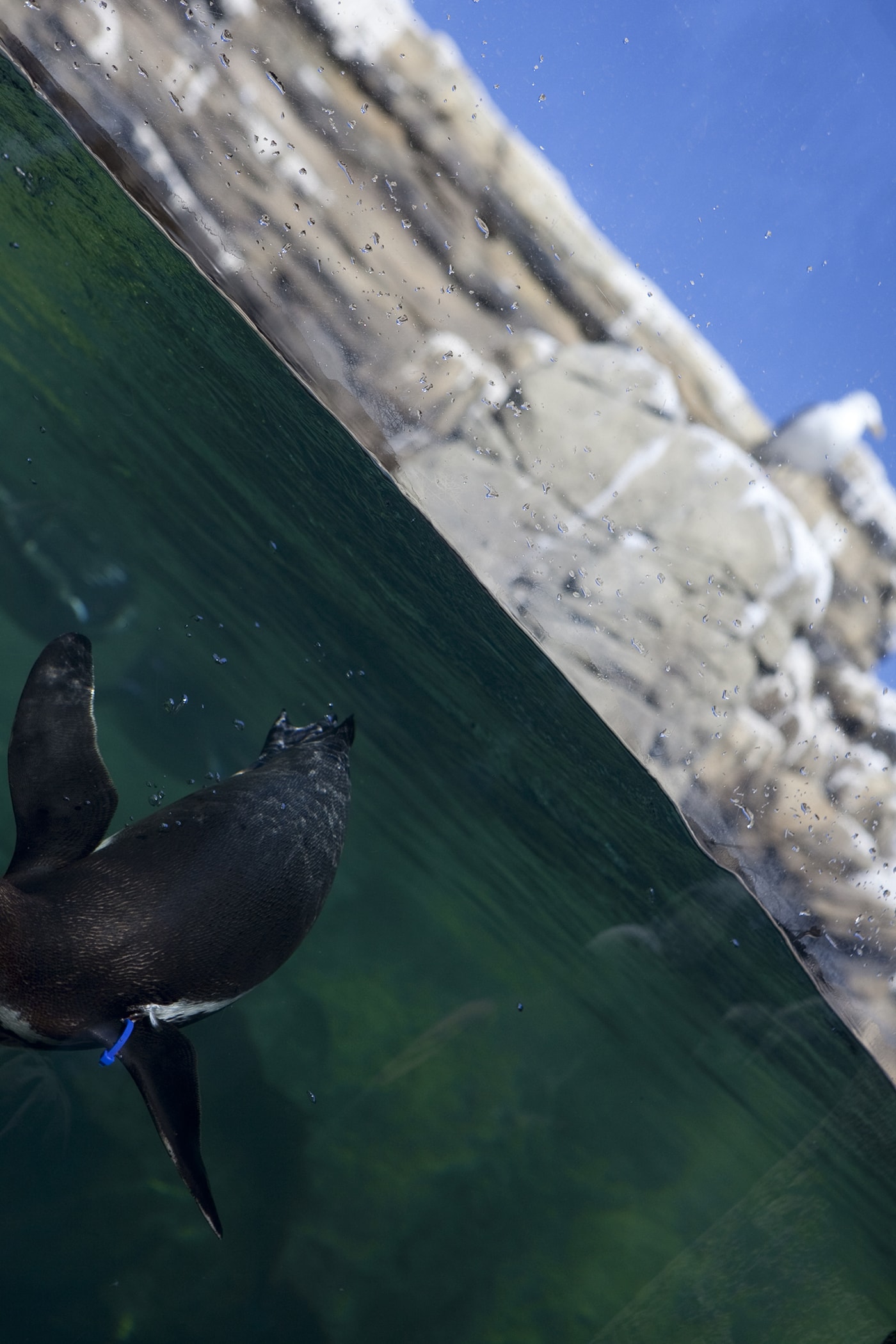 Penguins at Woodland Park Zoo in Seattle, Washington.