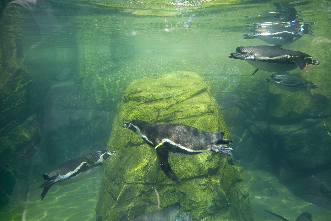 Penguins at Woodland Park Zoo in Seattle, Washington.