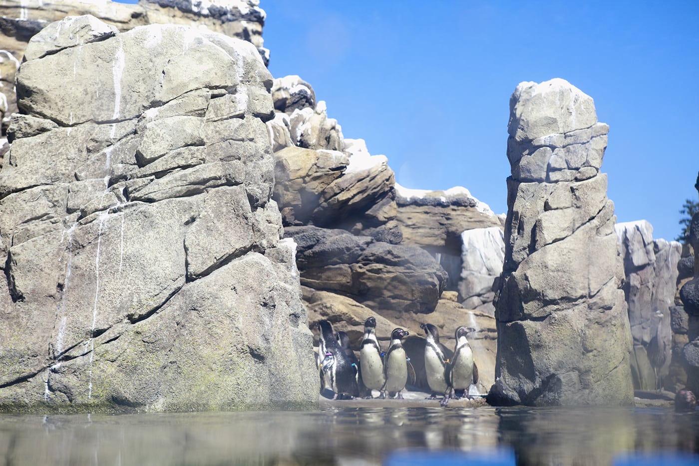 Penguins at Woodland Park Zoo in Seattle, Washington.