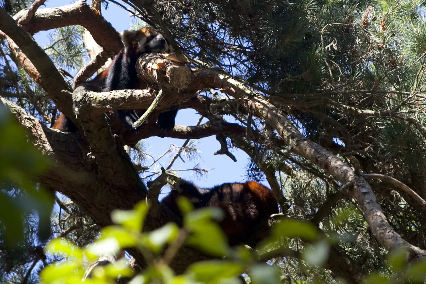 Red Pandas at Woodland Park Zoo in Seattle, Washington.