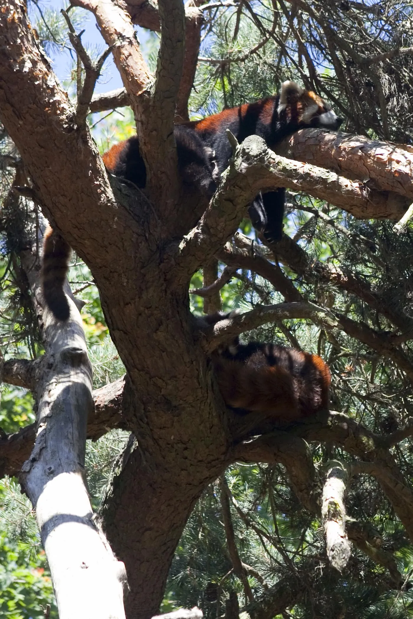 Red Pandas at Woodland Park Zoo in Seattle, Washington.