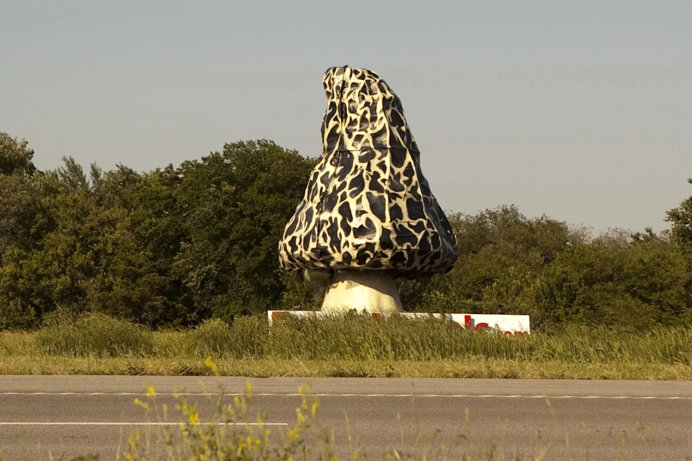 world biggest morel mushroom