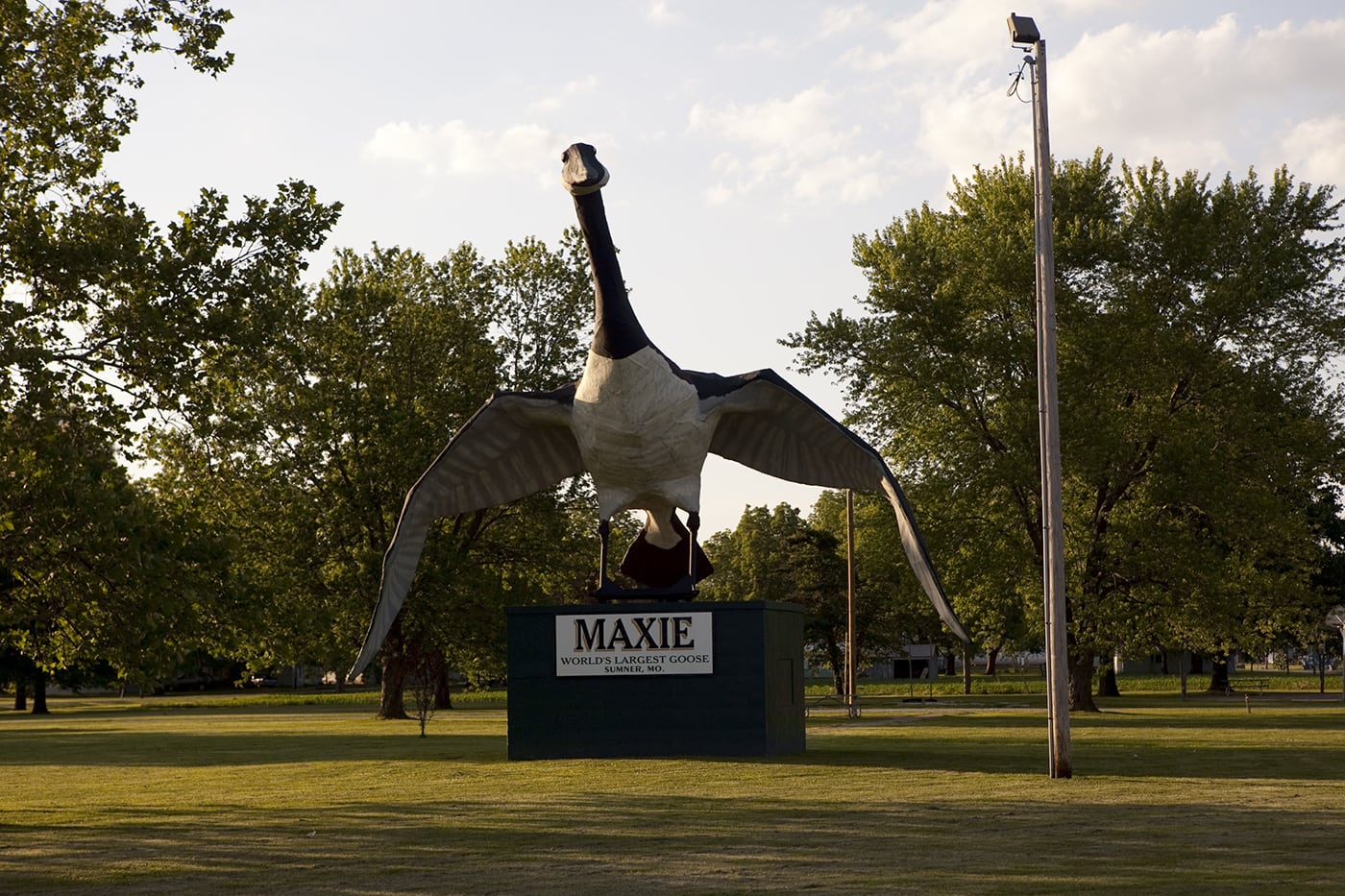 Maxie: The World's Largest Goose in Sumner, Missouri