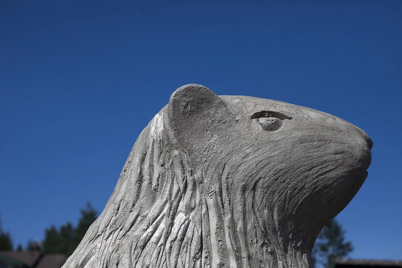 Big Marmot Statue in 100 Mile House, British Columbia, Canada