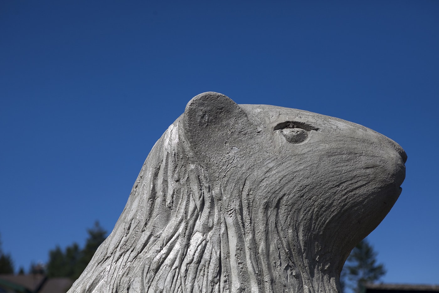 Big Marmot Statue in 100 Mile House, British Columbia, Canada