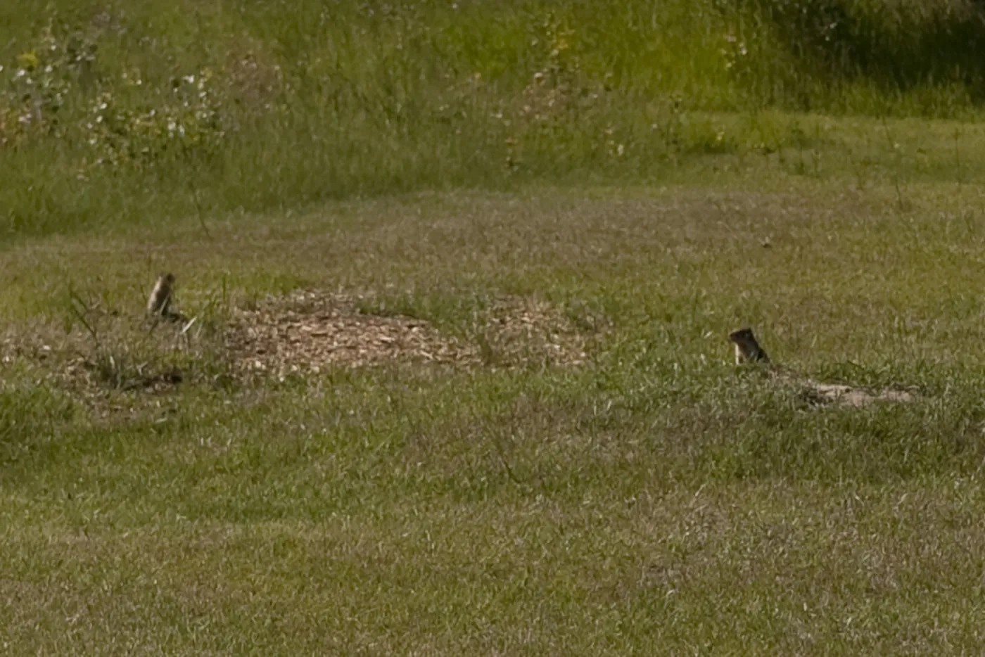 Marmots in 100 Mile House, British Columbia, Canada