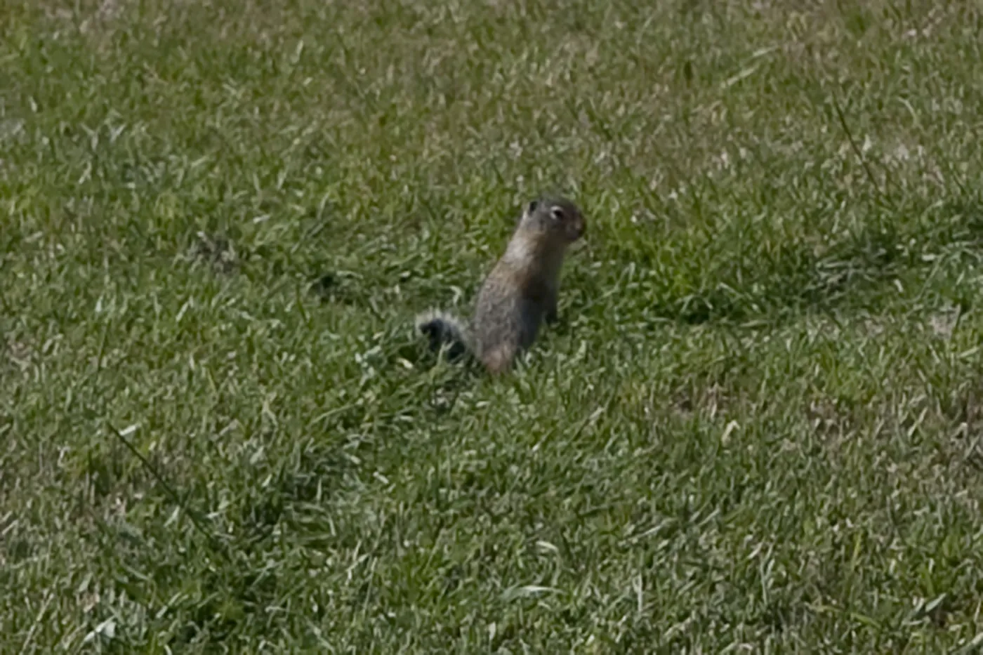 Marmots in 100 Mile House, British Columbia, Canada