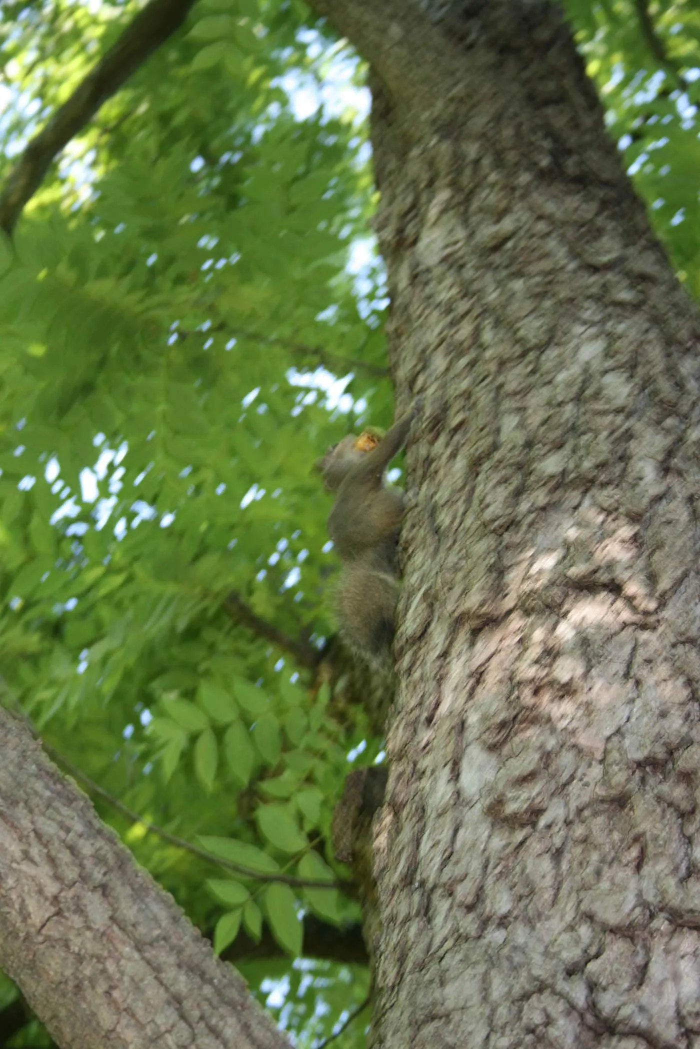 Squirrels in Olney, Illinois: Home of the White Squirrels