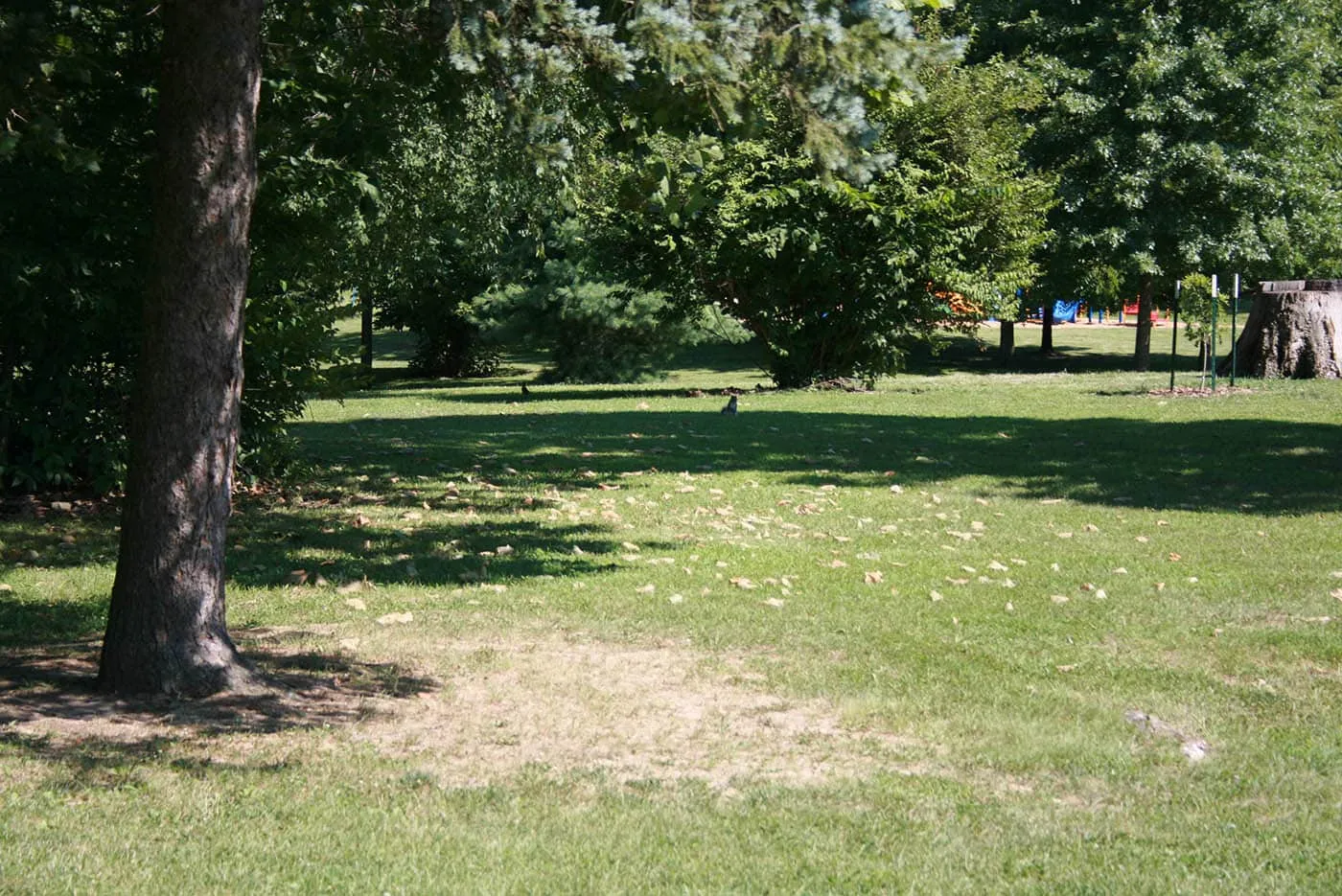 Squirrels in Olney, Illinois: Home of the White Squirrels