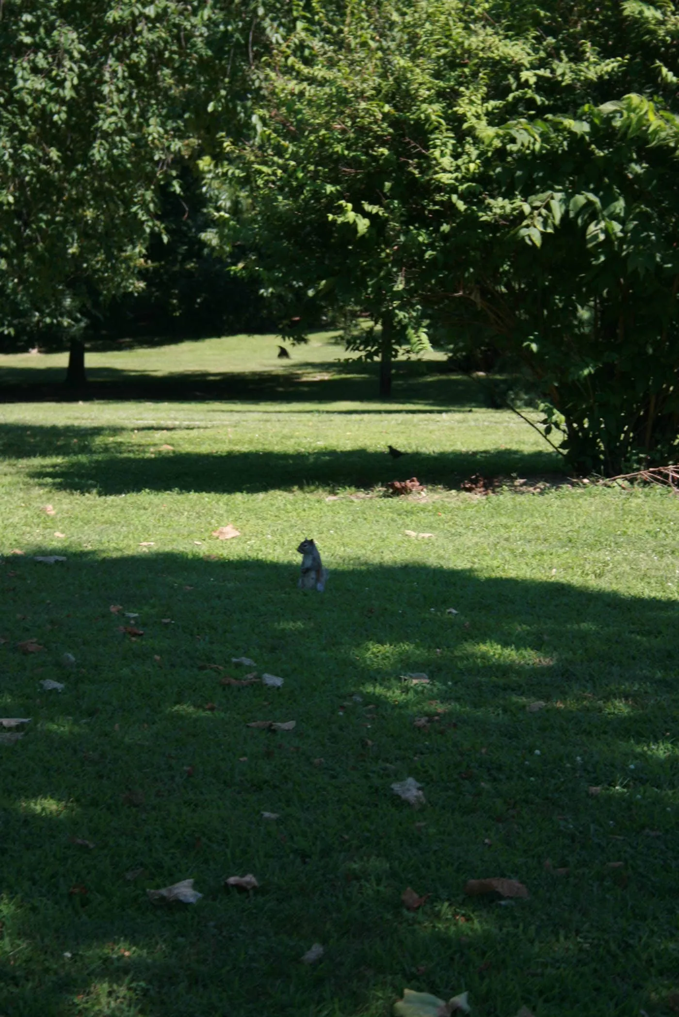 Squirrels in Olney, Illinois: Home of the White Squirrels